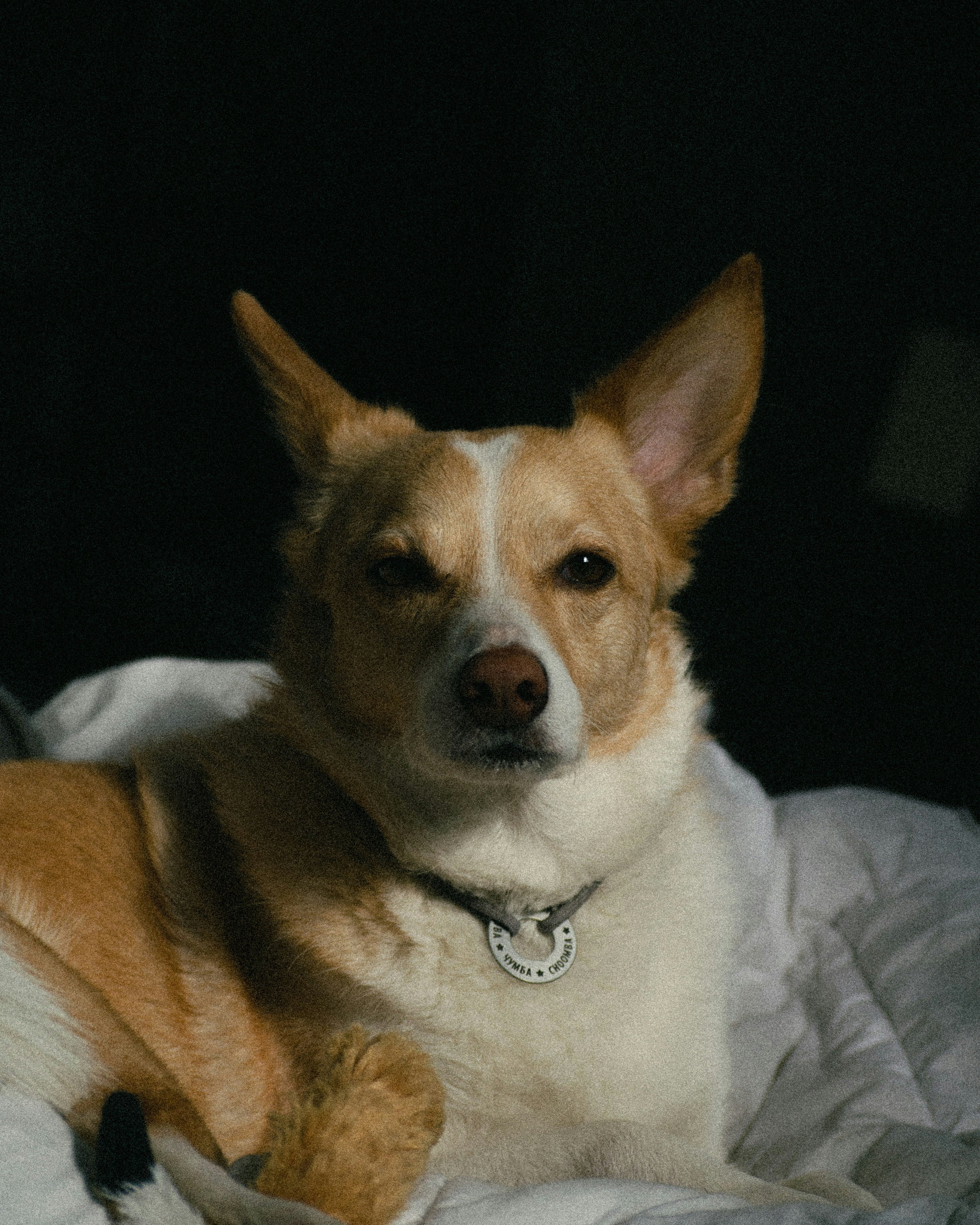 Zen Of Dog Charm