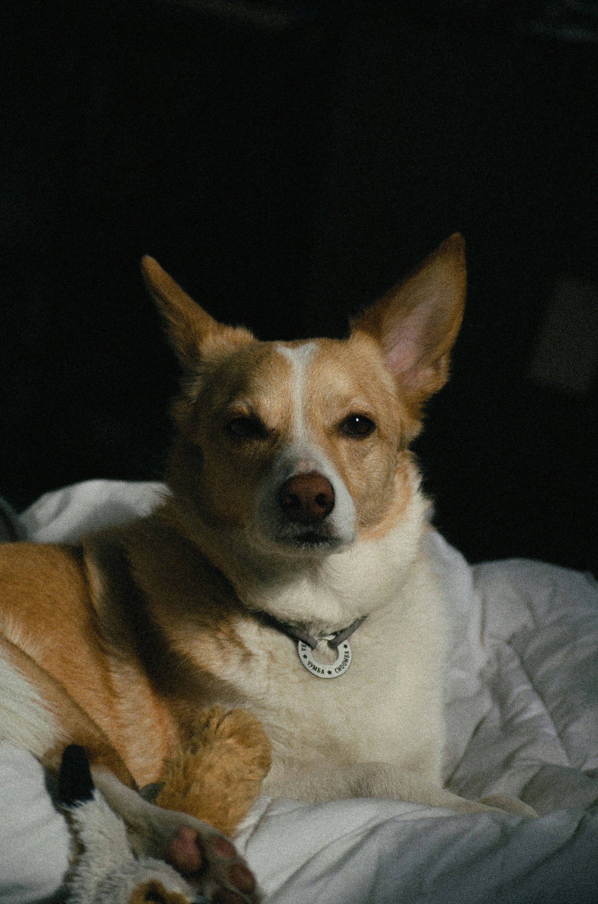 Zen Of Dog Charm